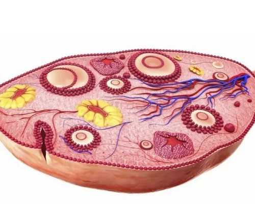 哪些人适合在北京申请供精?详细解读适用人群