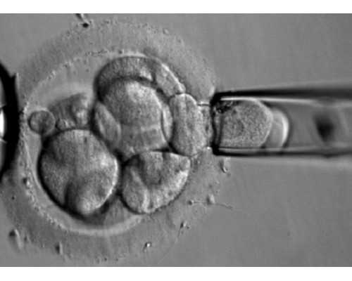试管移植后黄体酮补充常见误区