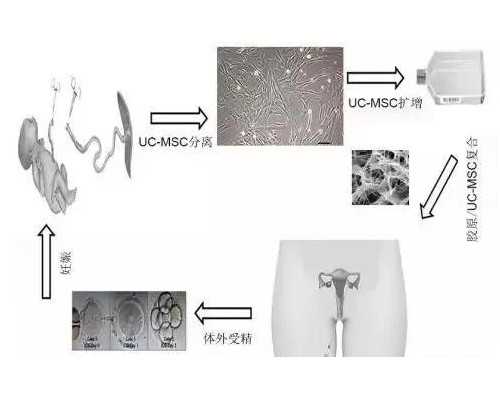 那里有女性找男士代孕的&代孕那家正规,2026咸宁试管婴儿医院排名,附生殖助孕