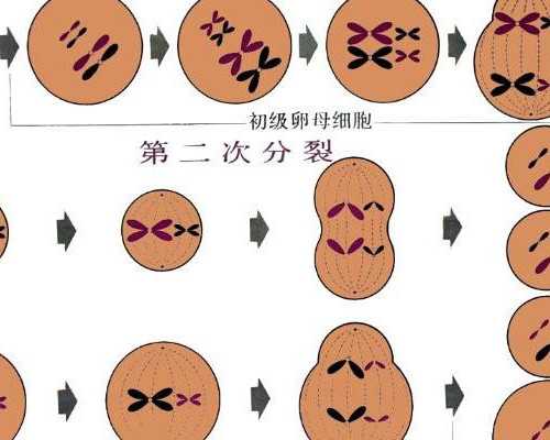 武汉试管供卵公司助你成功怀孕