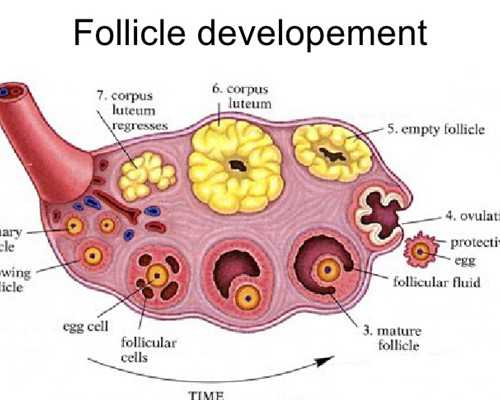 卵巢早衰借卵试管婴儿注意事项
