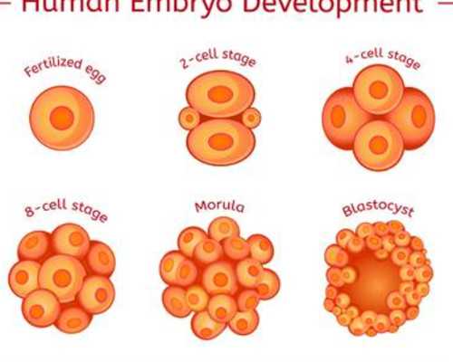第三代试管婴儿供卵服务咨询成功率