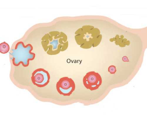 试管助孕如何避免胎儿畸形?