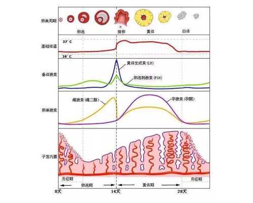 试管宝宝畸形与年龄有关吗?