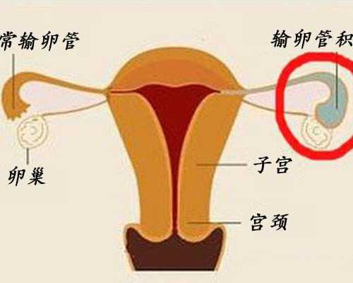 【黄桃】黄桃的功效与作用_黄桃的营养价值