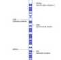 36岁做试管成功率高吗&私立实验室供卵,夫妻二人备孕前吃什么调理身体？吃