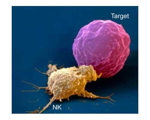 代孕合法吗?试管与代孕的区别