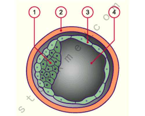黄体功能不全的试管方案