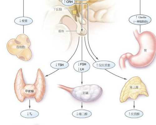 南方39供卵试管骗人&代怀费用,家里有宠物准备备孕该怎么办,需要注意什么?