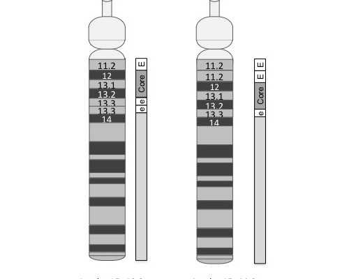 试管精子选择标准
